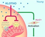 Physiological Roles of Klotho