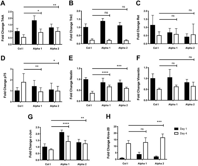 Culture of hdASC on SAPs hydrogels alters expression of growth factor receptors, transcription factors, and cytoskeletal molecules. A) Following 4 d of cultures, TrkA expression levels were significantly higher on both Alpha 1 (*P < 0.05) and Alpha 2 (**P < 0.01) hydrogels compared to day 4 Col I controls. B) TrkC expression levels were higher on Alpha 1 hydrogels at day 1 compared to Col I controls; however by day 4 there were no differences in TrkC expression levels across all groups. C) Similarly, expression levels of GDNF receptor Ret were lower on both Alpha 1 and Alpha 2 hydrogels compared to Col I controls at day 1; nevertheless, by day 4 there were no differences in expression levels of Ret across all groups. D) p75 expression levels were significantly lower on Alpha 1 (**P < 0.01) and Alpha 2 (*P < 0.05) hydrogels compared to Col I gels at day 4. E) Expression of Nestin was significantly higher on Alpha 1 (****P < 0.0001) and Alpha 2 (***P < 0.001) hydrogels compared to Col I controls at day 4. F) Expression levels of the intermediate filament Vimentin after 4 d of hdASC culture on all substrates was comparable and no significant differences were observed. G) c-Jun expression levels at day 4 were significantly higher on Alpha 1 (***P < 0.001) and Alpha 2 (**P < 0.01) hydrogels compared to day 4 Col I scaffolds. H) Krox-20 expression levels increased with prolonged hdASC culture in all substrates; interestingly, at day 4 Krox-20 expression was significantly increased on Alpha 2 (***P < 0.001) compared to Col I controls.