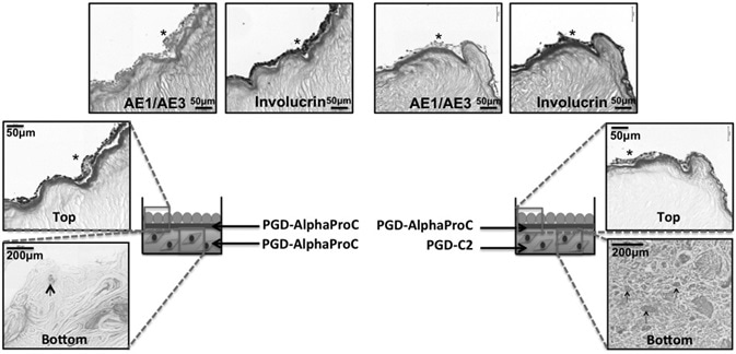Histological analysis of 3D co-culture composite systems, cultured up to day 14 at air–liquid interface. Schematic of the two co-culture systems (system 1 and system 2) with H&E staining,  AE1/AE3 multicytokeratin staining, and involucrin staining. Asterisk indicates the positive expression of specific epithelial markers (AE1/AE3 or involucrin), and the arrows are pointing to single rOSFs with surrounding collagen deposition.