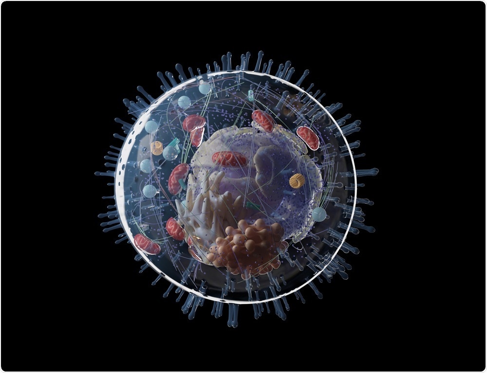 Medically accurate human cell