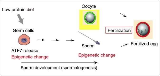 Parental diet affect the epigenetic status in sperm and health of offspring. Image Credit: RIKEN