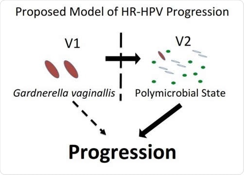 Model of HPV and microbiome interactions. Image Credit: PLOS Pathogens