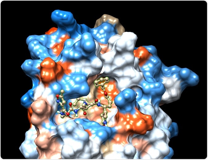 epresentation of the coronavirus main protease with a peptide inhibitor. [Credit: Cheatham Lab]