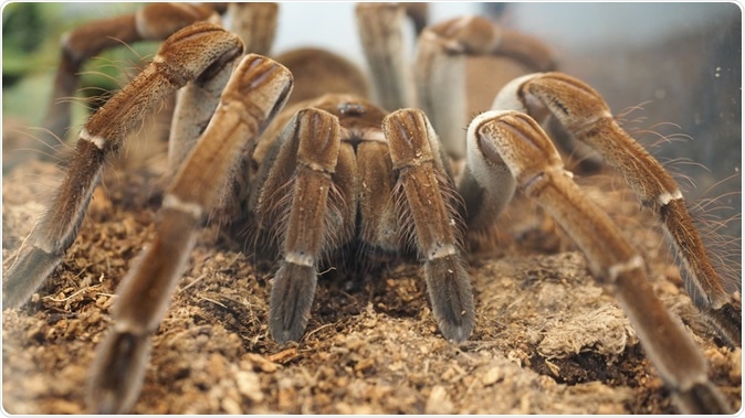 Tarantula spider. Image Credit: Lilreta Ladd / Shutterstock