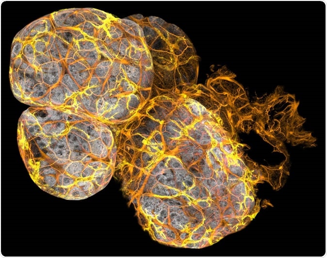 The mammary gland is a dynamic organ that undergoes dramatic remodeling throughout life. The branching ducts bloom to form milk-producing