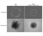 Label-Free Real-Time Live-Cell Spheroid Assays