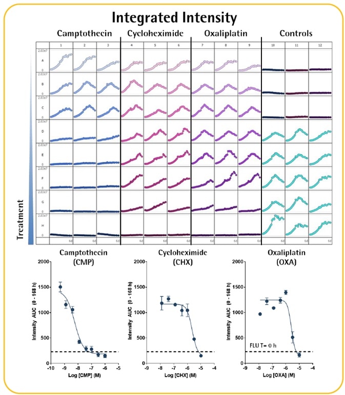 Multi-Spheroid 3D Tumor Assays Development for Live-Cell Analysis