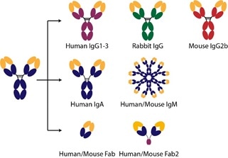 Anti-SARS-CoV-2 / COVID-19 antibody: In stock and new formats