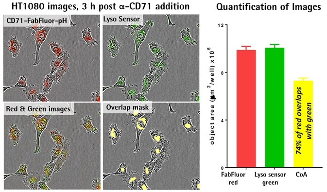 Lysosomal localization of internalization signal