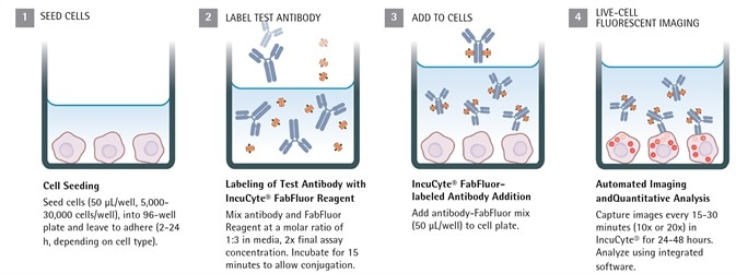 Cancer Drug Discovery Antibody Internalization Assays