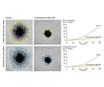 3D Tumor Spheroid Invasion Monitoring with Live-Cell Analysis