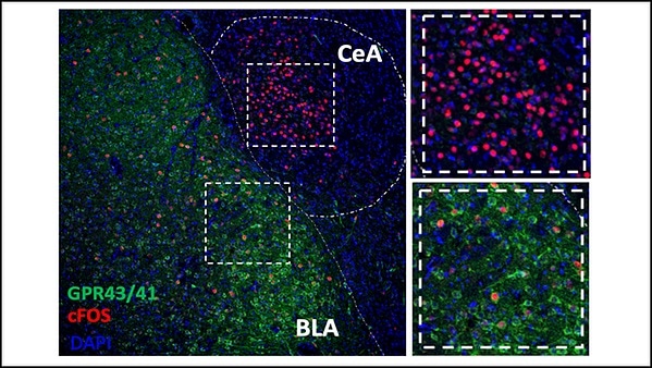 Antibiotics linked to increased risk of opioid abuse Antibiotics linked to increased risk of opioid abuse