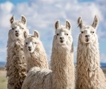 Llama nanobodies block SARS-CoV-2 infection in vitro
