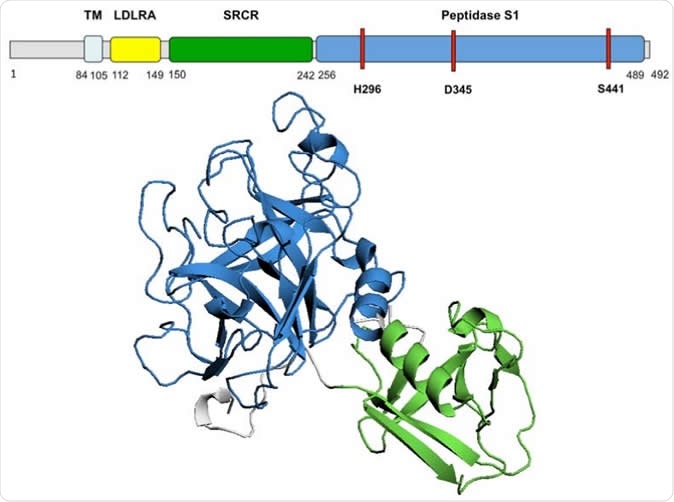 TMPRSS2 predicted 3D structure Diagram of TMPRSS2 amino acid sequence and domains. The 3D model of TMPRSS2 domains SRCR and Peptidase S1 is presented. The active site, residues H296, D345 and S441, is highlighted in red on the amino acid sequence. TM, transmembrane domain; LDLRA, LDL-receptor class A; SRCR, scavenger receptor cysteine-rich domain 2; Peptidase S1, Serine peptidase.