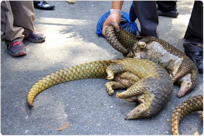 Pekanbaru City, Riau, Indonesia - Pangolins are frequently illegally trafficked in Asia. Image Credit: Arief Budi Kusuma / Shutterstock