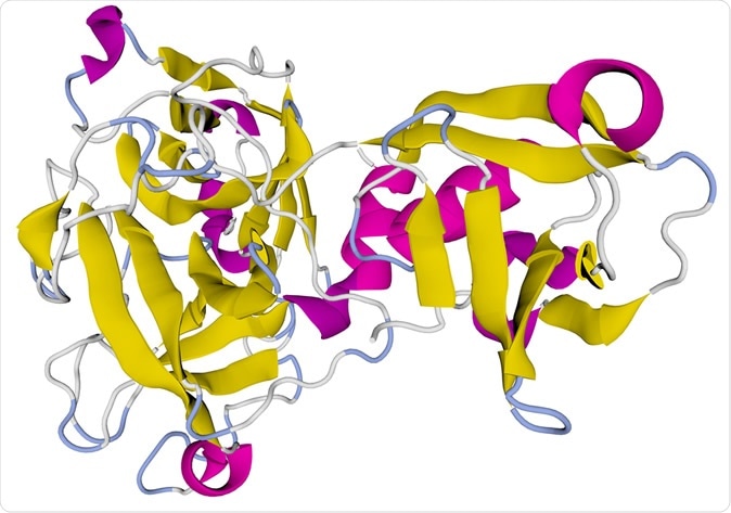 TMPS2_HUMAN (Transmembrane protease serine 2) Human ball and stick model isolated on white. Entry receptor for SARS-CoV-2. Covid-19, Coronavirus vaccine research & development. 3D rendering. Image Credit: OMMB / Shutterstock