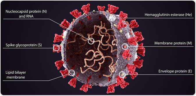 Illustration of SARS-CoV-2, 2019 nCoV virusImage Credit: Orpheus FX / Shutterstock