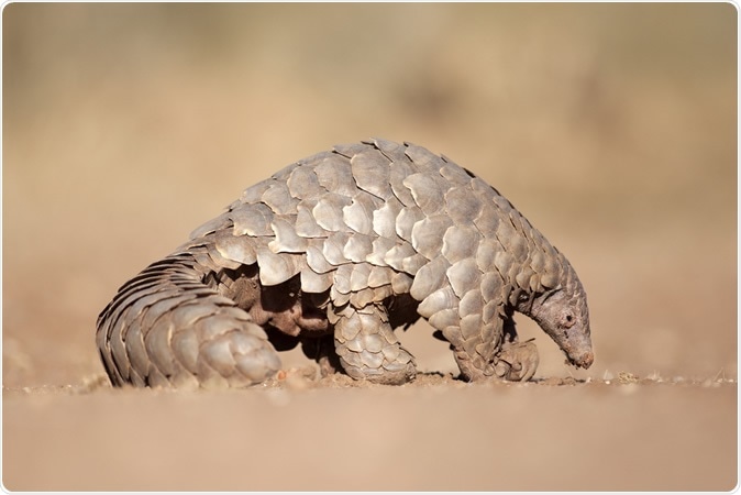 Pangolin. Image Credit: 2630ben / Shutterstock