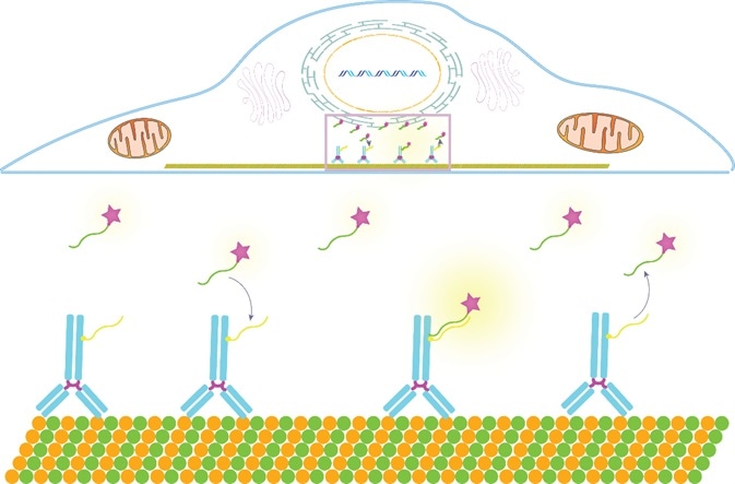 How DNA PAINT works. The target protein (tubulin) is labeled with an antibody tagged with the docking strand oligo. The sample is then bathed in imaging strand oligos. The transient binding of the fluorescently labeled imaging strand to the docking strand causes the sample to appear to blink, which can then be localized in the Vutara SRX software.
