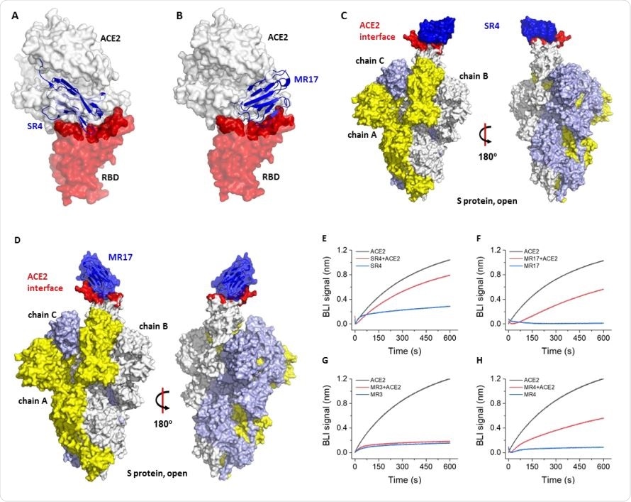 Molecular basis for neutralization. (A) Alignment of the SR4-RBD structure to the ACE2-RBD structure (PDB ID 6M0J) (11) reveals that SR4 (blue) binds RBD (red) at the ACE2-binding site (dark red). The receptor ACE2 is shown as a white surface. (B) Alignment of the SR4-RBD structure to the ACE2-RBD structure (PDB ID 6M0J) (11) reveals that MR17 binds the RBD at the ACE2-binding site. The color coding is the same as in A. (C,D) Alignment of the SR4-RBD (C) and MR17-RBD (D) to the ‘up’ conformation of the RBD from the cryo-EM structure of the full-length S protein (PDB ID 6VYB) (7). (E-H) Competitive binding for the RBD between sybody and ACE2. A sensor coated with streptavidin was saturated with 1 μM of biotinylated RBD. The sensor was then soaked in 50 nM of sybody with (red) or without 25 nM of ACE2 (blue) for bio-layer interferometry (BLI) assays. As a control, the ACE2-RBD interaction was monitored using sensors without sybody incubation (black).