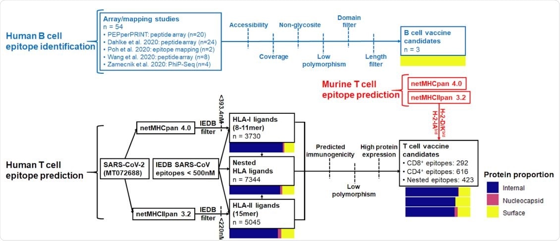 Summary of B cell and CD4+ /CD8+ epitope prediction workflows. Pathways are colored by B cell (blue), human T cell (black), and murine T cell (red) epitope prediction workflows. Color bars represent proportions of epitopes derived from internal proteins (ORF), nucleocapsid phosphoprotein, and surface-exposed proteins (spike, membrane, envelope).