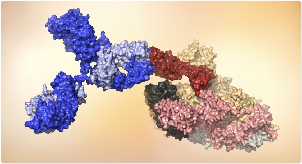 A human antibody (blue) attaches to the receptor binding domain (red) on the SARS-CoV-2 virus. (Model courtesy of the Burton lab.)