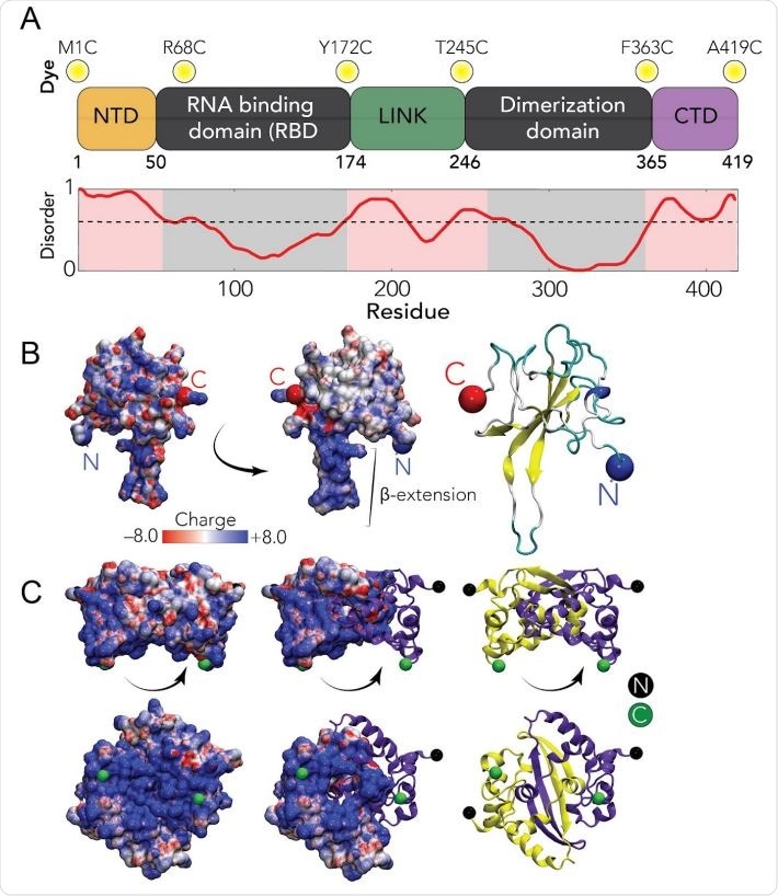 Sequence and structural summary of N protein A Domain architecture of the SARS-CoV-2 N protein. Dye positions used in this study are annotated across the top, disorder prediction calculated across the bottom. B Structure of the SARS-CoV-2 RNA binding domain (RBD) (PBD: 6yi3). Center and left: coloured based on surface potential, revealing the highly basic surface of the RBD. Right: ribbon structure with N- and C-termini highlighted.