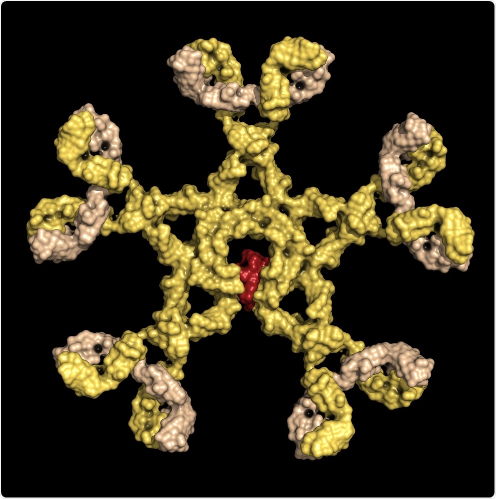 Immunoglobulin M (pentameric IgM). IgM are the first antibodies to appear during an infection. Detection of IgM is often used in the diagnosis of infectious disease. Surface representation. Image Credit: StudioMolekuul / Shutterstock