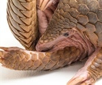 Pangolin version of SARS-CoV-2 can cause COVID-19-like illness