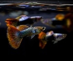 Trinidadian guppies use an ingenious way to evade predators