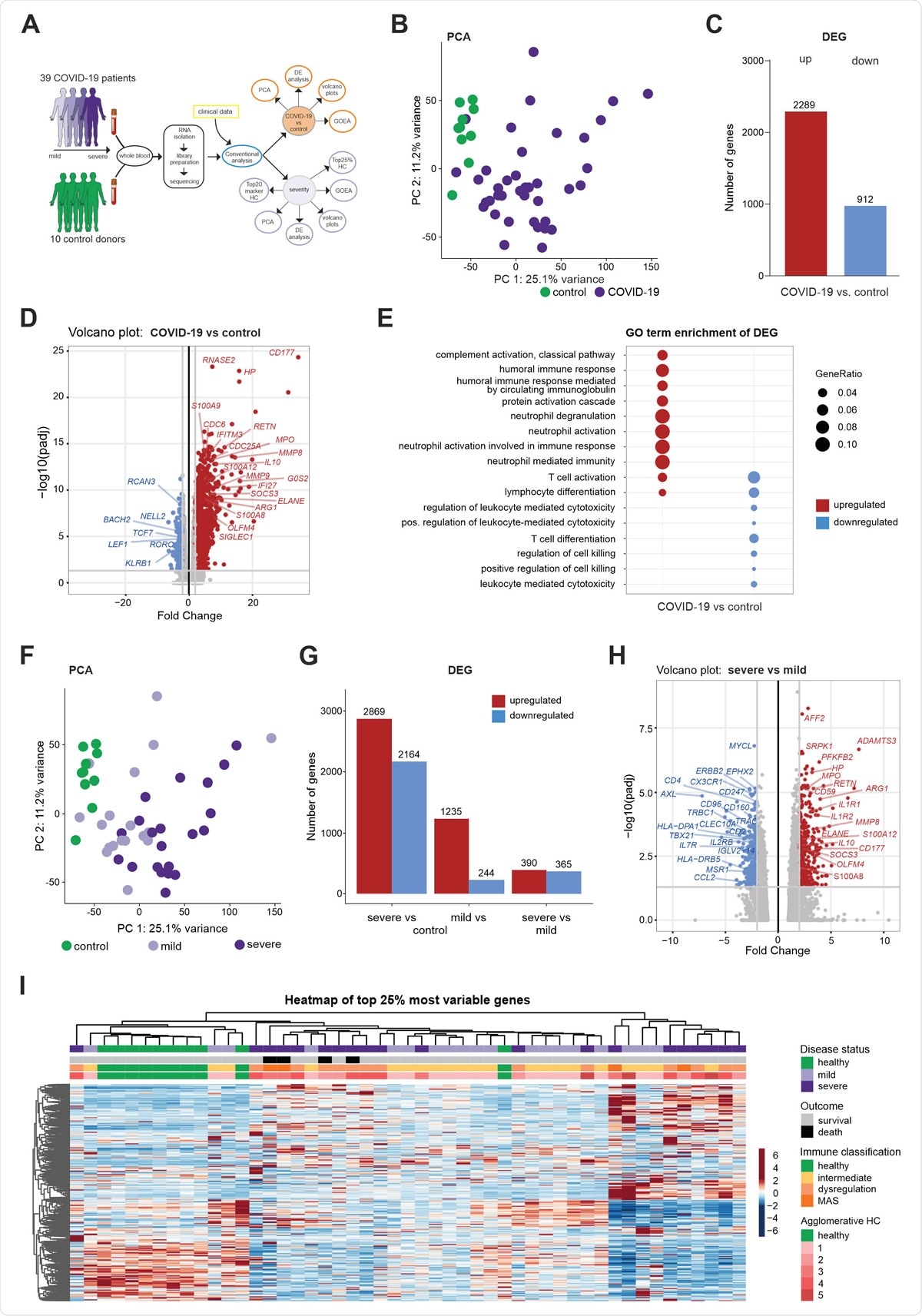 Whole blood transcriptomes reveal diversity of COVID-19 patients not explained by disease severity (A) Schematic workflow for analysis of whole blood transcriptome data. (B) PCA plot depicting relationship of all samples based on dynamic gene expression of all genes comparing COVID-19 and control samples. (C) Number of significantly upregulated (red) and downregulated (blue) genes (FC>|2|, FDR-adj. p-value <0.05) comparing COVID-19 and control samples. (D) Volcano plot depicting fold changes (FC) and FDR-adjusted p-values comparing COVID-19 and control samples. Differentially expressed up- (red) and downregulated genes (blue) are shown and selected genes are highlighted. (E) Plot of top 10 most enriched GO terms for significantly up- and downregulated genes, showing ratio of significantly regulated genes within enriched GO terms (GeneRatio). (F) PCA plot depicting relationship of all samples based on dynamic gene expression of all genes comparing mild and severe COVID-19 as well as control samples. (G) Number of significantly upregulated (red) and downregulated (blue) genes (FC >|2|, FDR-adj. p-value < 0.05) comparing mild and severe COVID-19 as well as control samples. (H) Volcano plot depicting fold changes and FDR-adjusted p-values comparing mild and severe COVID-19 as well as control samples. Differentially expressed up- (red) and downregulated genes (blue) are shown and selected genes are highlighted. (I) Hierarchical clustering map of 25% most variable genes between control patients, COVID-19 mild or severe patients, with additional annotation of disease outcome, hierarchical agglomerative clustering of clinical parameters COVID-19, and the groups defined by agglomerative clustering.