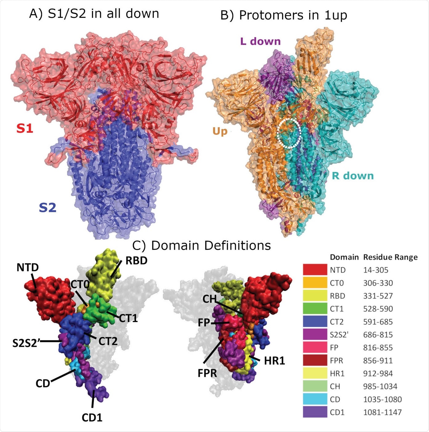 Structural Representation of the Spike protein. (A) The Spike complex is shown in the “all-down” conformation. Its S1 and S2 subunits are depicted in red and blue. (B) The Spike complex is shown in the “one-up” conformation. It is composed of three protomers, with the L-down protomer depicted in purple, the Up protomer in orange, and the R-down protomer in cyan. The dashed white circle indicates a D614G site. Here, only one of the three D614G sites are shown. (C) Definition of twelve domains and their residues used for analysis of simulations. It was necessary to define domains for every region for analysis, so some regions may have arbitrarily assigned names or not follow canonical sequence ranges. We display the domains highlighted in the Spike structure, shown from two different perspectives. Definitions of domain abbreviations: NTD, N-Terminal Domain; CT0, C313 Terminal domain 0; RBD, Receptor Binding Domain; CT1, C-Terminal domain 1; CT2, C-Terminal domain 2; S2S2’, S1/S2 Cleavage to S2’; FP, Fusion Peptide; FPR, Fusion Peptide Region; HR1, Heptad Repeat 1; CH, Center Helix; CD, Connector Domain; and CD1, Connector Domain 1. Images in (A)-(B) were created with PyMol (15); images in (C) were prepared using VMD (16).