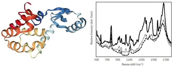 Using In-Line Raman Monitoring of Protein Crystallization