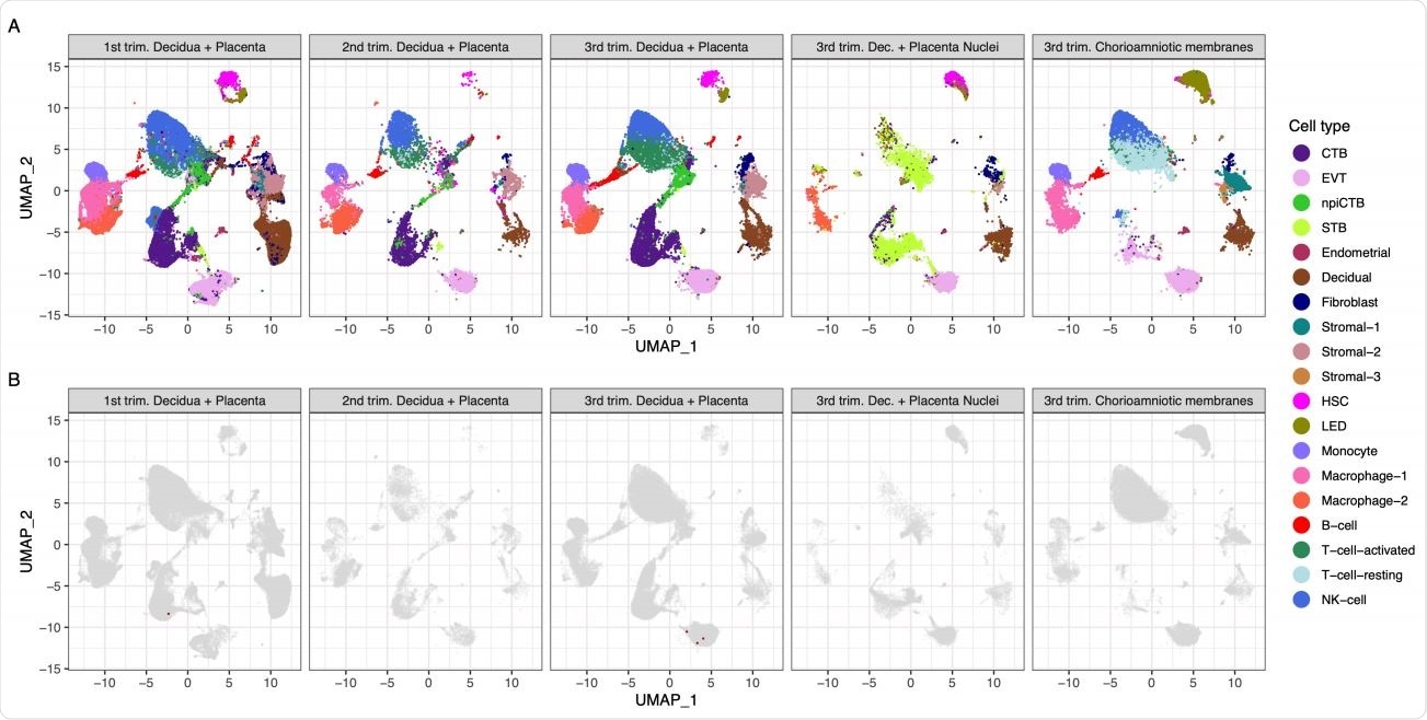 Transcriptional map of the human placenta. The uniform manifold approximation plot arranges the cell into clusters by gene expression. In (A) the cells/nuclei are colored illustrating the different cell types composing the human placenta. In (B) only the cells/nuclei that simultaneously co-express ACE2 and TMPRSS2 are colored in red, illustrating that the canonical transcripts that are necessary for SARS-CoV-2 viral infection are not present in most cells (colored in gray).
