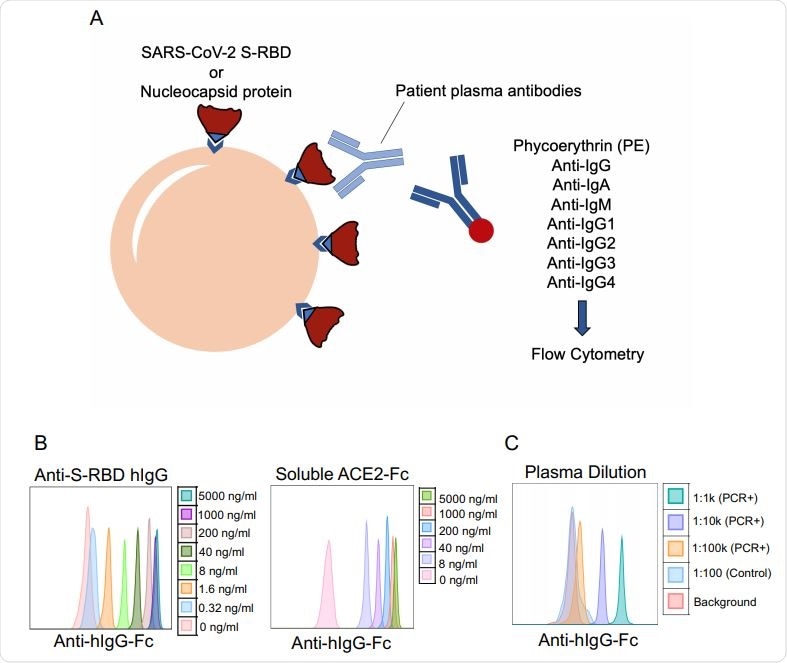 SARS-CoV-2 specific antibody detection assay. a. Illustration of antibody detection assay. Biotinylated S-RBD or Nucleocapsid proteins are captured by streptavidin coated beads, then incubated with plasma samples and stained with PE conjugated anti-IgG, IgA, IgM, IgG1, IgG2, IgG3, IgG4 antibodies. Fluorescence intensity analyzed by flow cytometry. b. Histogram overlays demonstrating the detection of anti-S-RBD human IgG antibody (left) and soluble ACE2-Fc (right) as positive controls for plasma antibody assay. c. Representative patient plasma titration. Healthy control plasma at 1:100 dilution was used as a negative control. Serial dilutions used were used in the flow cytometry overlay.