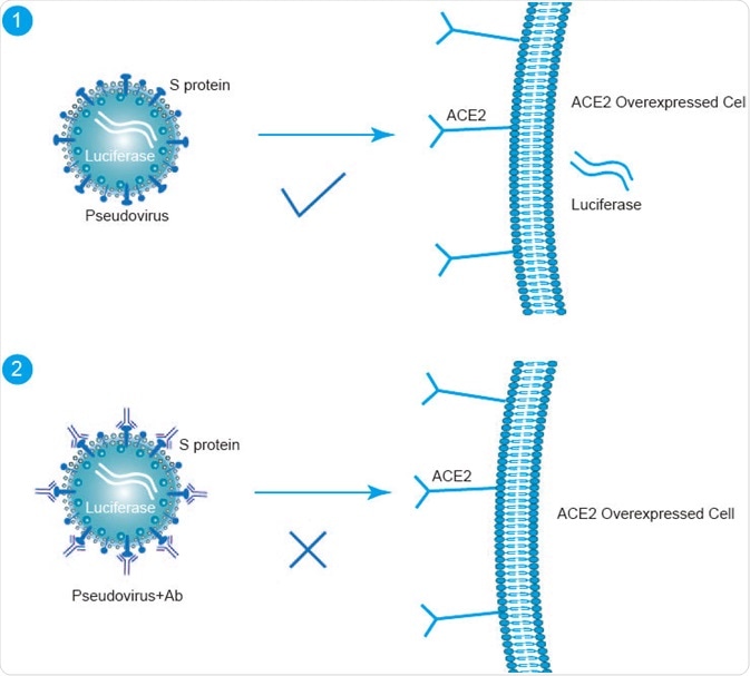 Pseudovirus of SARS-CoV-2
