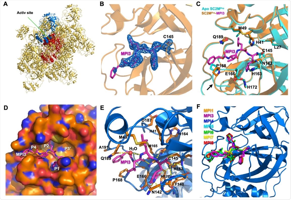 X ray crystallography analysis of SC2MPro in its apo-form and complexes with different inhibitors. (A) The packing of apo-SC2MPro in its crystals. An asymmetric unit monomer is colored in red in the center. Its active site is presented as a concaved surface. Another monomer that stacks upon the active site of the red monomer is colored in blue. (B) A contoured 2Fo-Fc map at the 1 s level around MPI3 and C145 in the active site of SC2MPro. A covalent bond between MPI3 and C145 is observable. (C) The structure overlay between apo-SC2MPro and the SC2MPro-MPI3 complex. A black arrow points to a region that undergoes structure rearrangement in the SC2MProMPI3 complex from apoenzyme to accommodate MPI3. (D) The occupation of the active site cavity of SC2MPro by MPI3. The enzyme is shown in its surface presentation mode. (E) Extensive hydrogen bonding and van del Waals interactions between SC2MPro and MPI3. The backbone of SC2MPro is colored in marine blue and side chain carbon atoms in orange. Hydrogen bonds between MPI3 and SC2MPro are depicted as yellow dashed lines. (F) The overlay of 7 Opal-based inhibitors at the active site of SC2MPro. Inhibitors are colored according to their color-coded names shown in the Figure. All images were made using the program PyMOL.