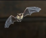 Bat Coronavirus RaTG13