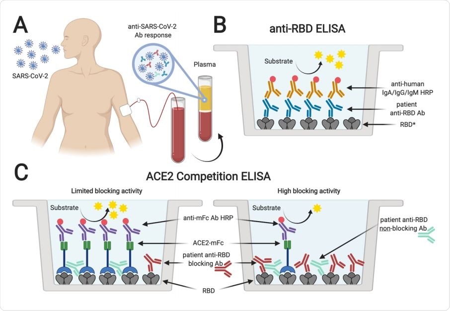 Serological testing of plasma from SARS-CoV-2 PCR+ individuals. Plasma samples from SARS-CoV-2 rRT-PCR-positive individuals (A) were analyzed for the presence of antibodies binding to SARS-CoV-2 spike RBD (B). *Plasma was also tested for antibodies specific for SARS-CoV-2 S1 and N protein, and SARS-CoV RBD. In addition, samples were tested for antibodies blocking the interaction of ACE2 and RBD in an ACE2 competition ELISA (C). Absence or limited presence of anti-RBD antibodies resulted in ACE2 binding to RBD and increased ELISA signals, whereas the presence of blocking antibodies prevented binding of ACE2, resulting in lower ELISA signals (created with biorender.com).