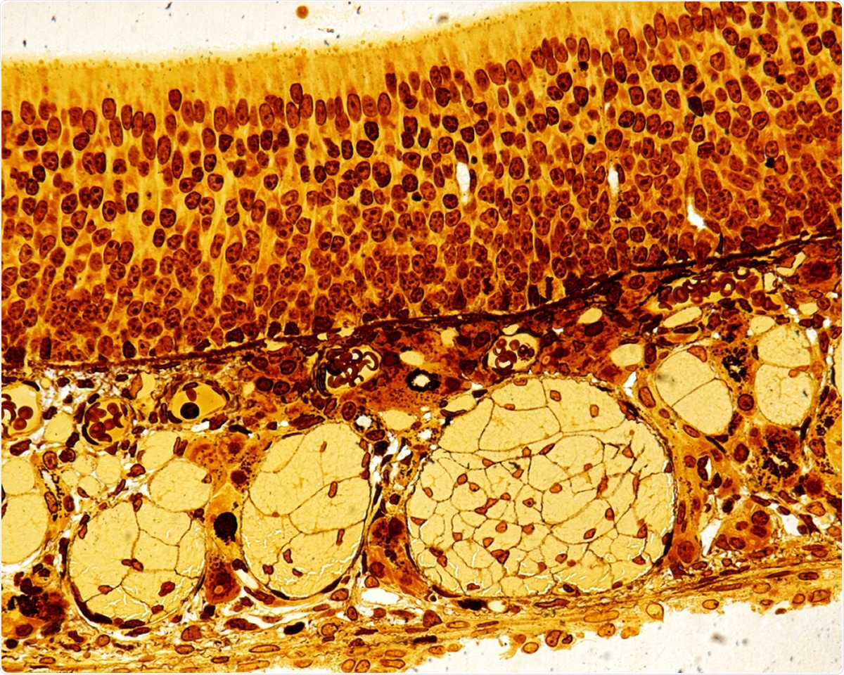 High magnification of the olfactory epithelium. The round structures of the lamina propria are bundles of axons of the olfactory nerve. Semithin resin section 0,5 µm thick stained with silver nitrate. Image Credit: Jose Luis Calvo / Shutterstock