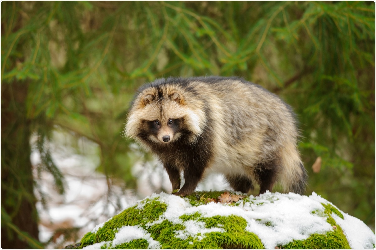 Study: Susceptibility of raccoon dogs for experimental SARS-CoV-2 infection. Image Credit: Stanislav Duben / Shutterstock