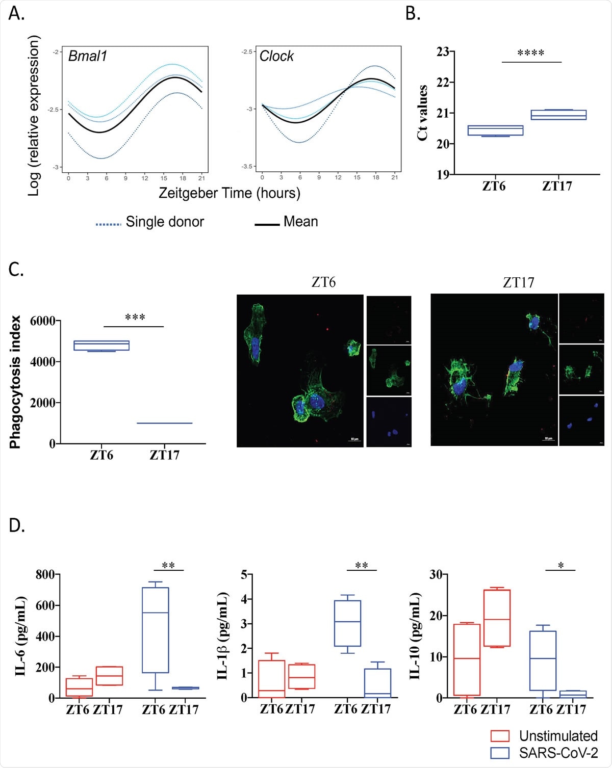 SARS-CoV-2 infection is link to circadian rhythm (A) Circadian rhythm of BMAL1 and CLOCK genes in monocyte using Cosinor model. (B) Virus load at ZT6 and ZT17 time. (C) Phagocytosis index and representative pictures of monocytes (F259 actin in green and nucleus in blue) infected by SARS-CoV-2 virus (red). (D) Level of IL-6, IL-1 and IL-10 of unstimulated (red) and infected cells at ZT6 and ZT17.