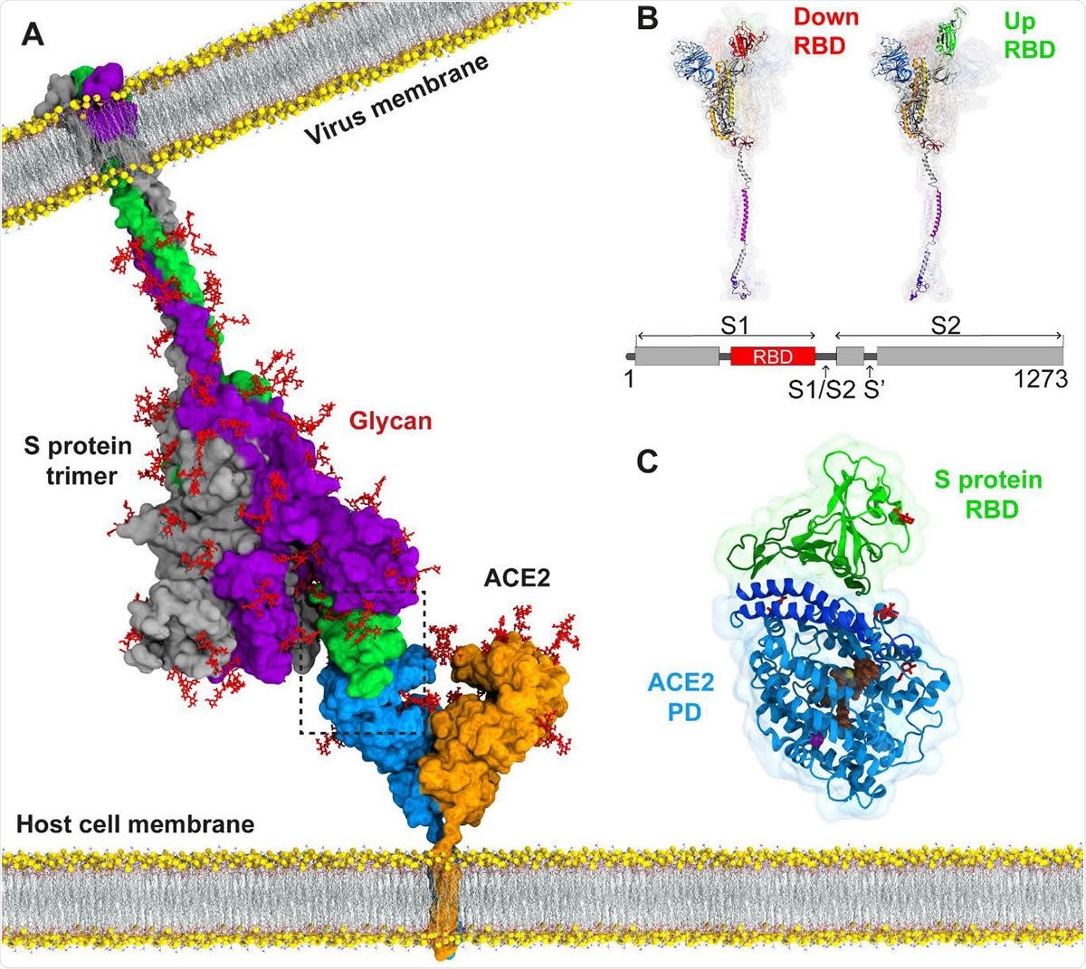 Atomic model for binding of the SARS-CoV-2 S protein to the ACE2 receptor on the host cell membrane. (A) The structure of the full-length S protein in complex with ACE2. The S protein is a homotrimer (green, purple, and grey) and embedded into the viral membrane. ACE2 is a homodimer (blue and orange) and embedded into the host cell membrane. The full length structure of the S protein in complex with ACE2 was modeled using the full length S protein model (48) and the crystal structure of the S protein RBD in complex with ACE2 (PDB ID: 6M17). Both proteins were manually inserted into the membrane by their transmembrane domains. (B) The structure of an S protomer in the down and up position of its RBD. S1/S2 and S2’ are the cleavage sites of the S protomer upon ACE2 binding. (C) MD simulations were performed for RBD of the S protein in complex with the PD of ACE2. Catalytic residues of ACE2, glycans, and Zn+2 and Cl- ions are shown in brown, red, yellow and purple, respectively.