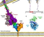 Molecular dynamic simulations reveal detailed spike-ACE2 interactions