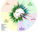 D614G mutation now the dominant variant in the global COVID-19 pandemic