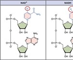 NAD+ Metabolism in Cancer and Cancer Therapies
