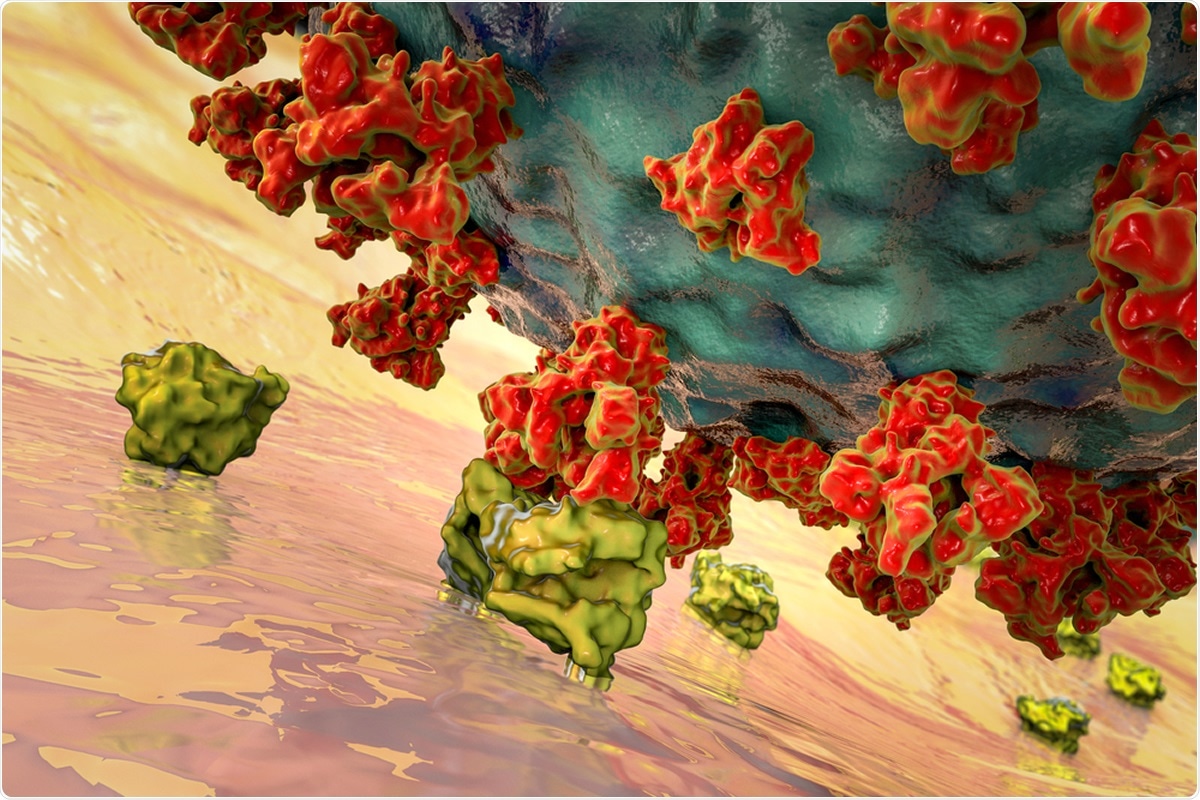 SARS-CoV-2 viruses binding to ACE-2 receptors on a human cell, the initial stage of COVID-19 infection, conceptual 3D illustration. Image Credit: Kateryna Kon / Shutterstock