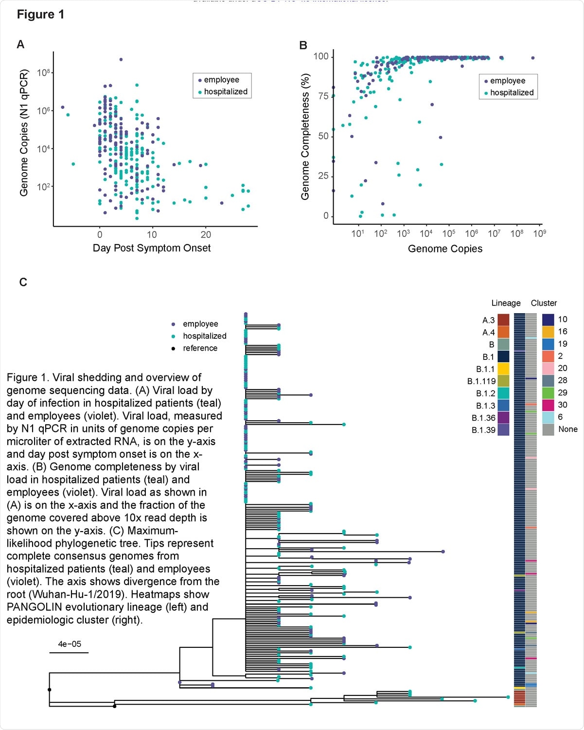 Viral shedding and overview of genome sequencing data. (A) Viral load by day of infection in hospitalized patients (teal) and employees (violet). Viral load, measured by N1 qPCR in units of genome copies per microliter of extracted RNA, is on the y-axis and day post symptom onset is on the x-axis. (B) Genome completeness by viral load in hospitalized patients (teal) and employees (violet). Viral load as shown in (A) is on the x-axis and the fraction of the genome covered above 10x read depth is shown on the y-axis. (C) Maximum-likelihood phylogenetic tree. Tips represent complete consensus genomes from hospitalized patients (teal) and employees (violet). The axis shows divergence from the root (Wuhan-Hu-1/2019). Heatmaps show PANGOLIN evolutionary lineage (left) and epidemiologic cluster (right).