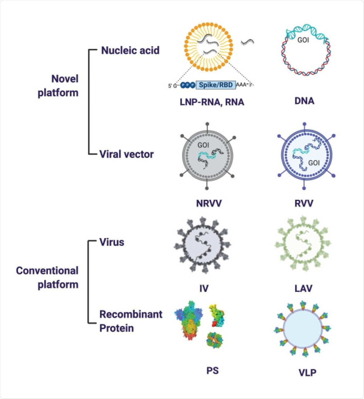 SARS-CoV-2 vaccine platforms. The major vaccine platforms that are being used in current SARS-CoV-2 vaccine candidates. A combination of conventional and novel vaccine platforms are being tested. Conventional vaccine platforms that have been licensed for human use are the inactivated virus (IV), live attenuated virus (LAV), and recombinant protein-based (Protein Subunit (PS)). Novel vaccine platforms include nucleic acid based (DNA and RNA encoding the gene of interest (GOI)) and viral vector-based (non-replicating viral vector (NRVV) and replicating viral vector (RVV).