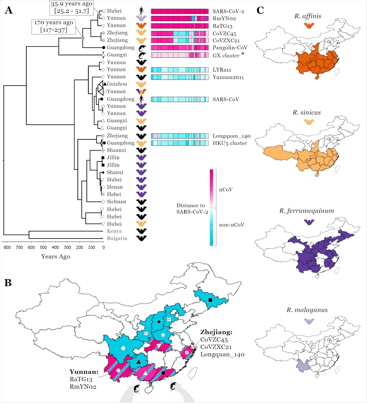 Linking SARS-CoV-2 related Sarbecovirus to geography and host ranges. Recombination analysis on a whole genome alignment of 69 Sarbecoviruses identified 16 recombination breakpoints (A), see methods. The fourth region was used for a molecular clock analysis (see scale below phylogenetic tree) and the median node age is presented for two key nodes including 95% HPD intervals; a representative set of 32 viruses are shown in the phylogenetic tree. T o illustrate recombination patterns between viruses in the same clade as SARS-CoV-2 and those in other clades of the tree, we have attributed each region of each virus to either being in the nCoV clade (the clade SARS-CoV-2 is found in, pink) or the non-nCoV clade (closer to SARS-CoV, blue). The colour shade corresponds to genetic distance, see key. The ‘GX cluster’ (asterisk) includes five viruses sampled in Sunda pangolins in Guangxi (P1E, P2V, P4L, P5E, P5L; see Table S1). A map of China (B) is shown with colours corresponding to regions Sarbecoviruses have been sampled: blue, the non-nCoV clade and pink, the nCoV clade. Symbols correspond to provinces at tree tips in A. Host ranges of four potential hosts of the proximal SARS-CoV-2 ancestor (C); ranges from Smith and Xie (2013).
